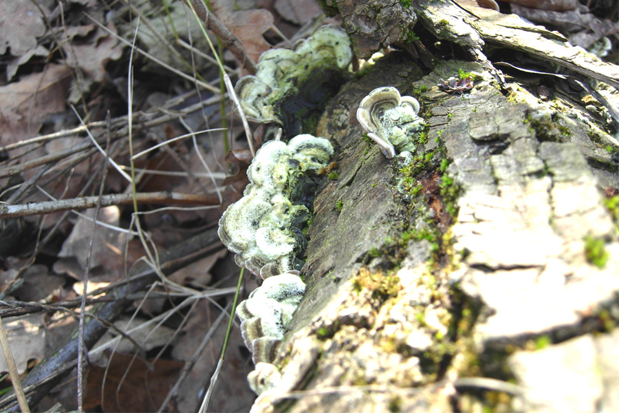 tanti funghi